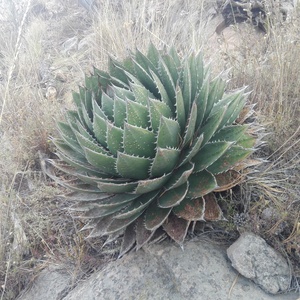 Semillas Agave Horrida Subs. Perotensis