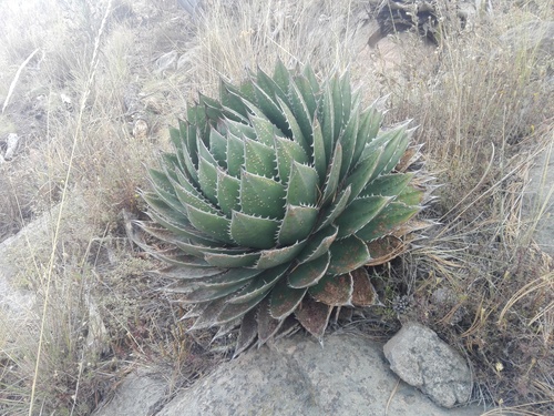 Semillas Agave Horrida Subs. Perotensis en Huamantla, Tlaxcala