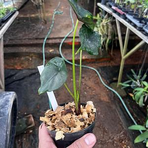 Alocasia Manto Morado