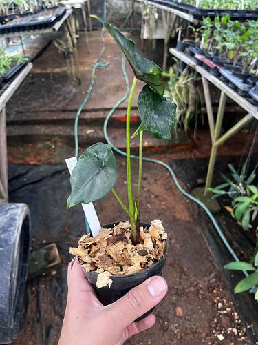 Alocasia Manto Morado en Tres Valles, Veracruz