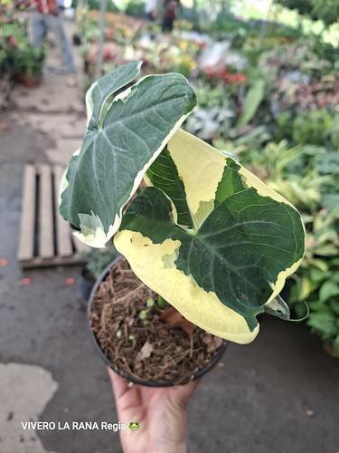 Alocasia Mariposa en Guadalupe, Nuevo León