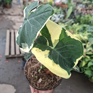 Alocasia Mariposa