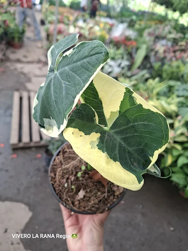 Alocasia Mariposa en Guadalupe, Nuevo León