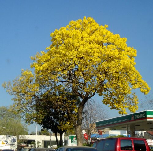 Guayacan Amarillo (primavera) en Allende, Nuevo León