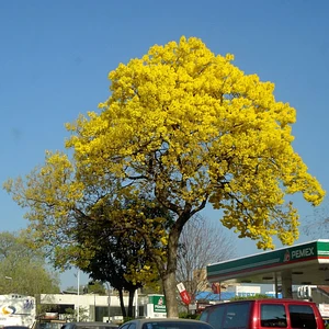 Guayacan Amarillo (Primavera)