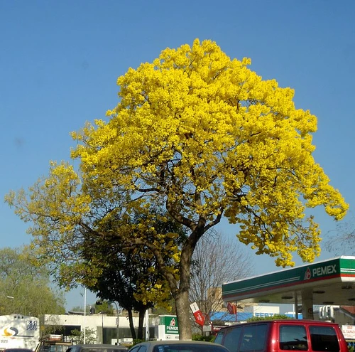 Guayacan Amarillo (Primavera) en Allende, Nuevo León