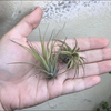 Plantas de Aire / Tillandsias (20 piezas)