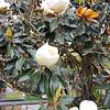 Magnolia Little Gem