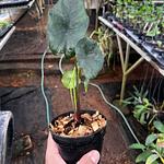 Alocasia Manto Morado