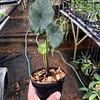 Alocasia Manto Morado