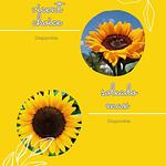 Semilla de Girasol 🌻