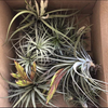 Plantas de Aire / Tillandsias (20 piezas)