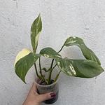 Monstera Lecheriana Variegada