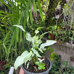 Syngonium Reyes Magos