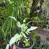Syngonium Reyes Magos