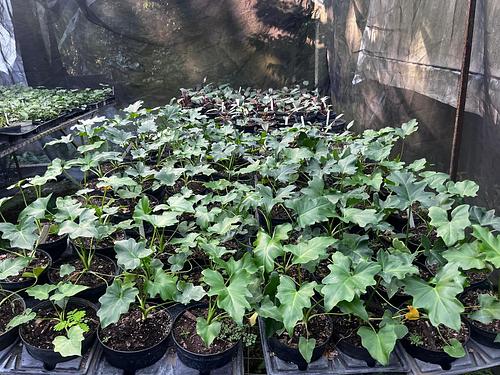 Philo Hojas de Encaje en Tres Valles, Veracruz