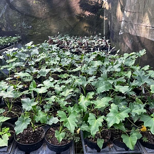 Philo Hojas de Encaje