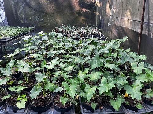 Philo Hojas de Encaje en Tres Valles, Veracruz