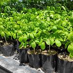 Guayacan Amarillo (Primavera)