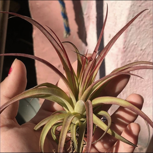 Plantas de Aire / Tillandsias (20 piezas)