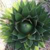 Semillas Agave Horrida Subs. Perotensis