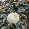 Magnolia Little Gem