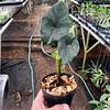 Alocasia Manto Morado
