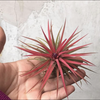 Plantas de Aire / Tillandsias (20 piezas)