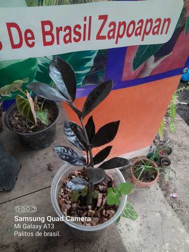 Zamioculca Zamiifolia Raven en Zapoapan Ixtaczoquitlán, Veracruz