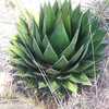 Semillas Agave Horrida Subs. Perotensis