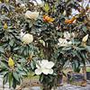Magnolia Little Gem