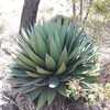 Semillas Agave Horrida Subs. Perotensis