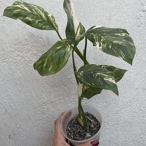 Monstera Lecheriana Variegada