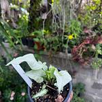 Syngonium Reyes Magos