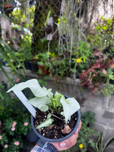 Syngonium Reyes Magos en Tres Valles, Veracruz