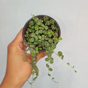 Peperomia Prostrata