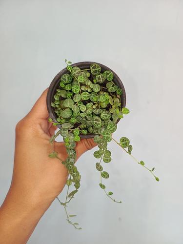 Peperomia Prostrata en Berriozábal, Chiapas