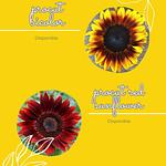 Semilla de Girasol 🌻