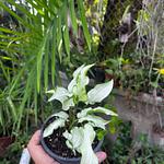 Syngonium Reyes Magos