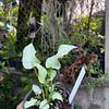 Syngonium Reyes Magos