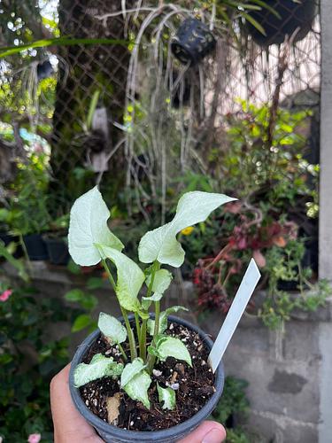 Syngonium Reyes Magos en Tres Valles, Veracruz