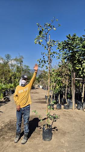 Orquídea de Árbol en Cocoyoc, Morelos