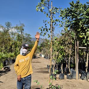 Orquídea de Árbol