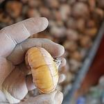 Variedades Disponibles de Bulbo de Gladiola 📦✅