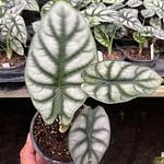 Alocasia Silver Dragon