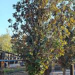 Magnolia