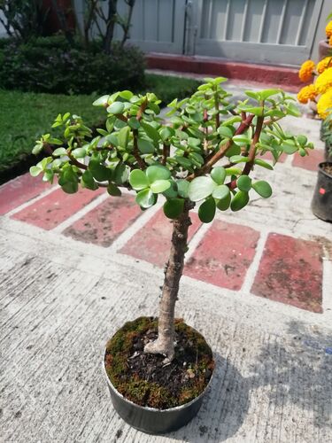 Arbol de la Abundancia en Cuernavaca, Morelos