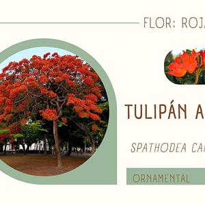Tulipán Africano