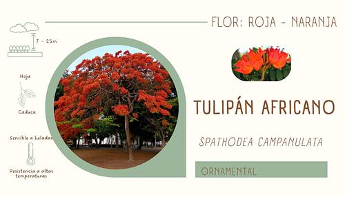 Tulipán Africano en Atlixco, Puebla