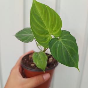 Philodendron Verrucosum Holland
